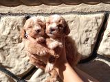 A KALİTEDE MİNYATÜR POODLE YAVRULARIMIZ