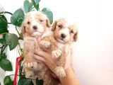 En Sağlikli Boyutuyla Mi̇nyatür Poodle