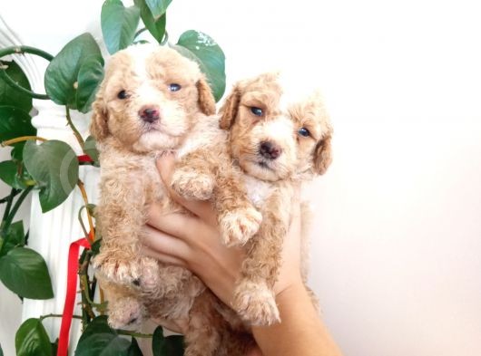 En Sağlikli Boyutuyla Mi̇nyatür Poodle görsel