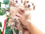 Apri̇cot Poodle Yavrularimiz Baby Face