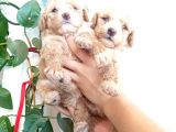 Apri̇cot Poodle Yavrularimiz Baby Face