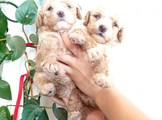 Apri̇cot Poodle Yavrularimiz Baby Face görsel