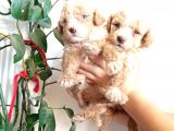 En Sağlikli Boyutuyla Mi̇nyatür Poodle