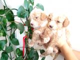 EN SAĞLIKLI BOYUTUYLA MİNYATÜR POODLE