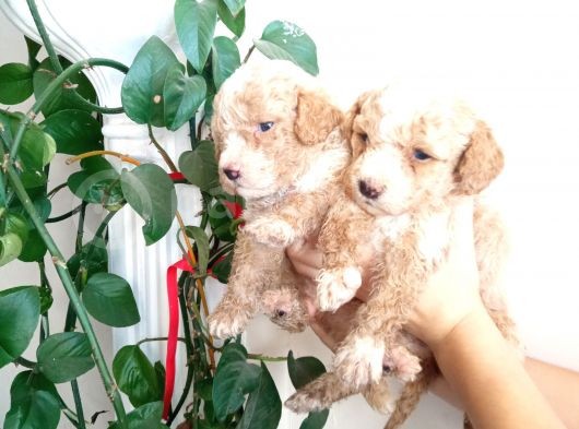 En Sağlikli Boyutuyla Mi̇nyatür Poodle