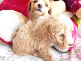 APRİCOT POODLE YAVRULARIMIZ BABY FACE