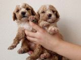 Hari̇ka Kali̇tede Apri̇cot Mi̇nyatür Poodle Yavrularimiz