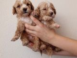Hari̇ka Kali̇tede Apri̇cot Mi̇nyatür Poodle Yavrularimiz