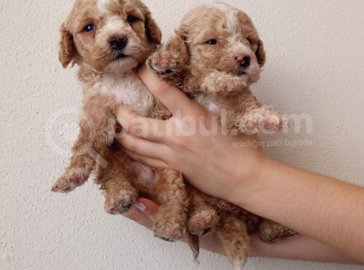 Hari̇ka Kali̇tede Apri̇cot Mi̇nyatür Poodle Yavrularimiz görsel
