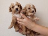 Hari̇ka Kali̇tede Apri̇cot Mi̇nyatür Poodle Yavrularimiz