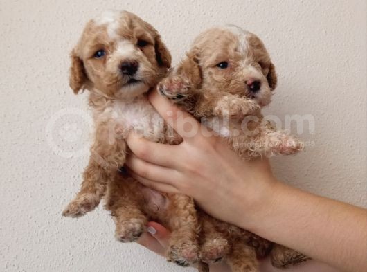 Hari̇ka Kali̇tede Apri̇cot Mi̇nyatür Poodle Yavrularimiz görsel