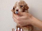 HARİKA KALİTEDE APRİCOT MİNYATÜR POODLE YAVRULARIMIZ