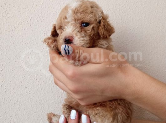 Hari̇ka Kali̇tede Apri̇cot Mi̇nyatür Poodle Yavrularimiz