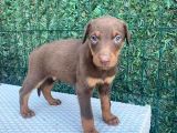 Kızıl safkan dişi ve erkek Doberman