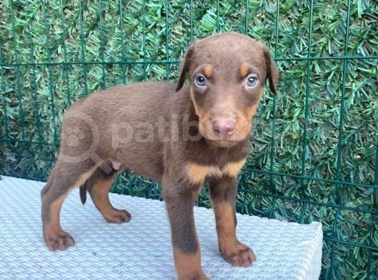 Kızıl Safkan Dişi Ve Erkek Doberman