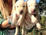 Saf Irk Şampanya Labrador Retriever Yavrularımız