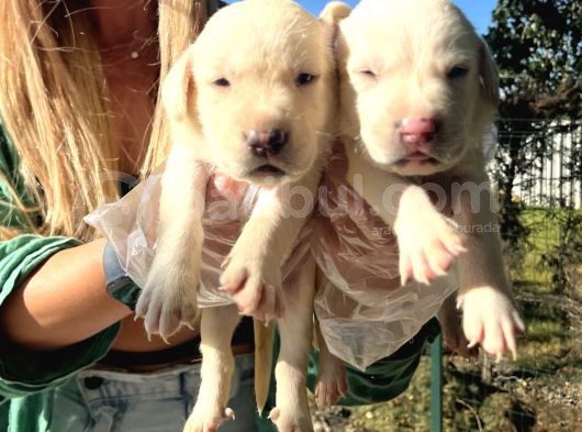 Saf Irk Şampanya Labrador Retriever Yavrularımız görsel