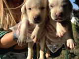 Saf Irk Şampanya Labrador Retriever Yavrularımız