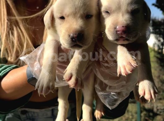 Saf Irk Şampanya Labrador Retriever Yavrularımız görsel