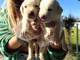 Saf Irk Şampanya Labrador Retriever Yavrularımız