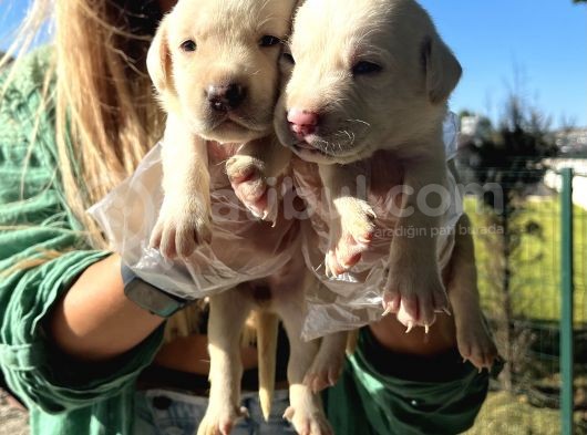 Saf Irk Şampanya Labrador Retriever Yavrularımız görsel