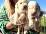 Saf Irk Şampanya Labrador Retriever Yavrularımız