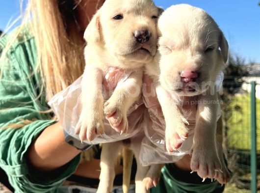 Saf Irk Şampanya Labrador Retriever Yavrularımız görsel