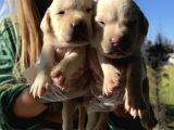Saf Irk Şampanya Labrador Retriever Yavrularımız