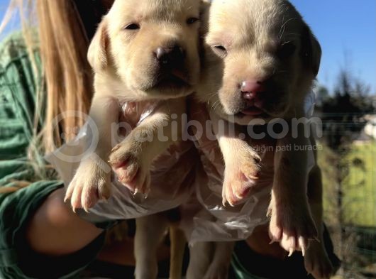 Saf Irk Şampanya Labrador Retriever Yavrularımız görsel