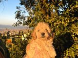 Mini Boy Apricot Poodle Yavrularımız