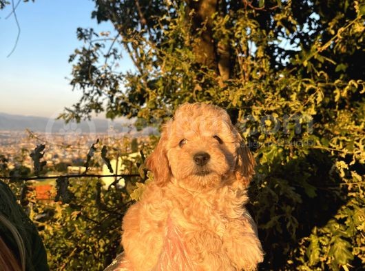 Mini Boy Apricot Poodle Yavrularımız görsel