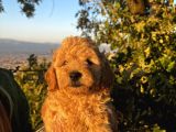 Mini Boy Apricot Poodle Yavrularımız