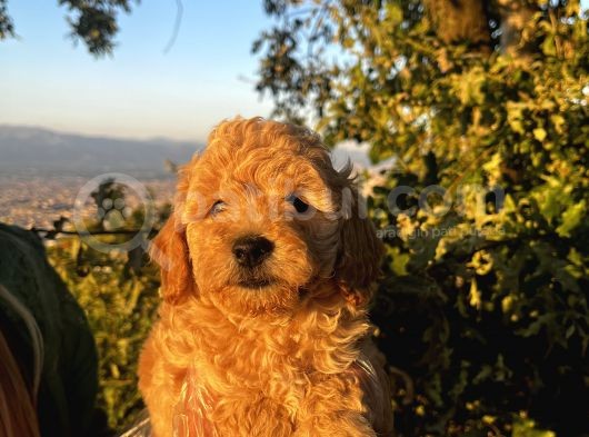 Mini Boy Apricot Poodle Yavrularımız görsel