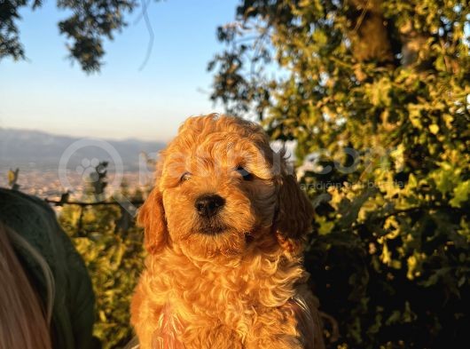 Mini Boy Apricot Poodle Yavrularımız görsel