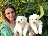 Mini Boy Mükemmel Maltese Bebekler