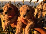 Apricot Poodle Yavrularımız