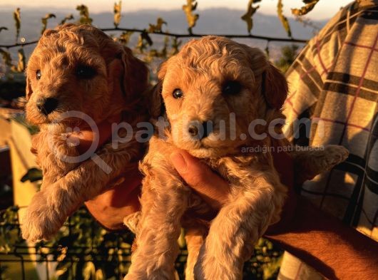 Apricot Poodle Yavrularımız görsel