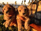 Apricot Poodle yavrularımız