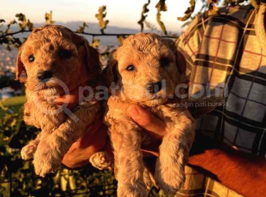 Apricot Poodle Yavrularımız