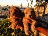 Apricot Poodle Yavrularımız