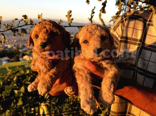 Apricot Poodle Yavrularımız görsel