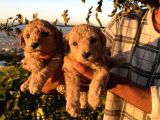 Apricot Poodle Yavrularımız