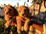 Apricot Poodle Yavrularımız