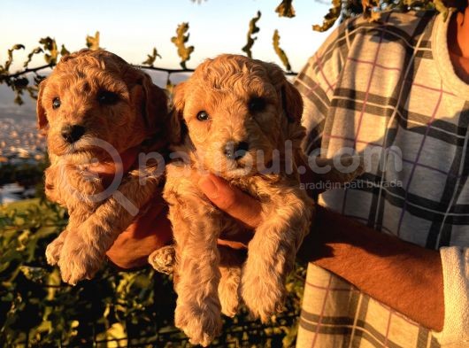 Apricot Poodle Yavrularımız görsel