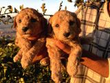 Apricot Poodle Yavrularımız