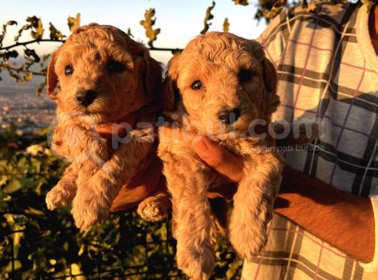 Apricot Poodle Yavrularımız görsel