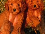 Red Toy Poodle Bebeklerimiz