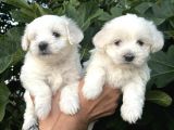 Mini Boy Mükemmel Maltese Bebekler