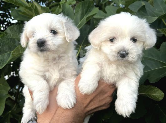 Mini Boy Mükemmel Maltese Bebekler görsel