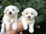 Mini Boy Mükemmel Maltese Bebekler